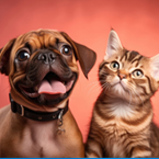 Pets