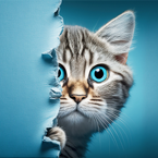 Gato